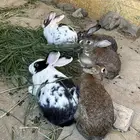 ارانب بلدي للبيع