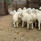 طليان