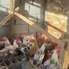 ديكه العمر سبع شهور