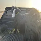 عنز حايل للبيع صحتها شرط