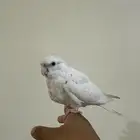 كروان البينو اليف (تم البيع خارج حراج الله يبارك له )