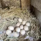 بيض براهما مخصب