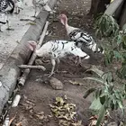دجاج رومي