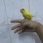 فرخ روز للبيع