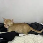 قطط
