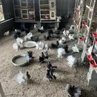 حمام رقاص هندي