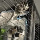 قطط صغيرة جميلة للتبني