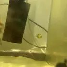 سمك puffer fish للبيع