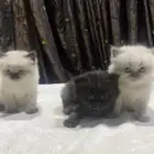 قطط
