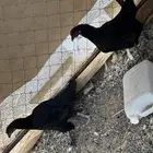 دجاج بلدي حضان