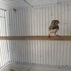 ذكر زيبرا (تم البيع)