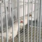 يمام ماسي ملكي تم البيع