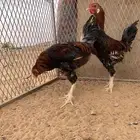 ديكين للبيع