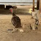 دجاجه روميه بفروخها