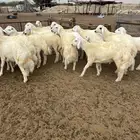 طليان مناسبات فاخره