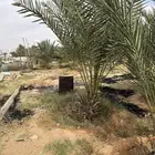 نخل خلاص جثايث