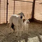 متابيع 2 وحده متاومه ووحده 1