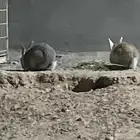 أرانب بلدي منتج مقاس كبير