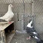 لاحم جانبو