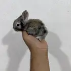 ارانب هنقورا هولندية