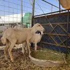 للبيع شاه