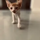 قط ة صغيرة للتبني   كيتين
