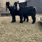 تيوس عوارض صنف الصنف