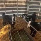 تيوس مخاصي سمان