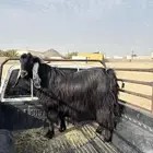 تيس فحل