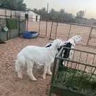 هرافى حري عدد 4 خرفان