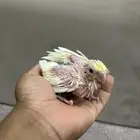 فروخ كروان البينو و لاتينو