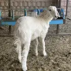 طلي