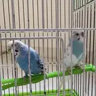 جدة مخطط الرياض