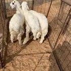 للبيع ثلاث طليان ذبايح طيبه