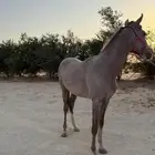 مهرة شعبية