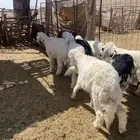 الطليان