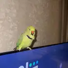 ببغا ضايع وجدته بالفرب من المنزل