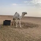 بعير