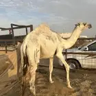 قعود مفرود