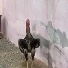 ديك شامو ياباني