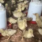 بط بكيني