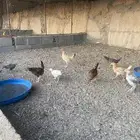 يوجد فروخ بلدي