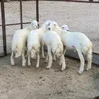 غنم حري