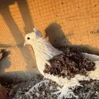 حمام زينه