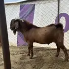 تيس فحل كلهاري بيور
