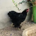 دجاجه براهما بوف حجم
