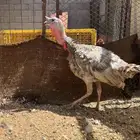 ديك رومي