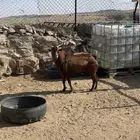 تيس فحل احمر مشروط