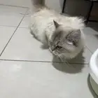 قطوه للتبني طالبه تزاوج