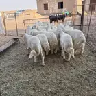 خرفان حريات